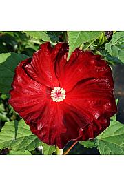 Hibiscus Robert Flemming ® C5 Lit.