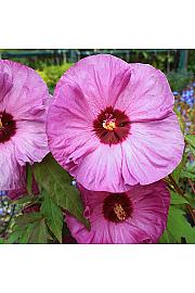 Hibiscus Plum Crazy C5 Lit.