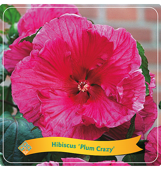 Hibiscus Plum Crazy C5 Lit.