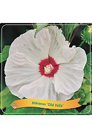 Hibiscus Old Yella C5 Lit.