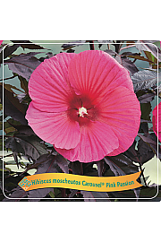 Hibiscus moscheutos Caroussel ® Pink Passion C5 Lit.
