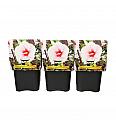 Hibiscus moscheutos Caroussel ® Pink Candy C5 Lit.