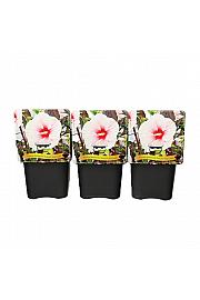 Hibiscus moscheutos Caroussel ® Pink Candy C5 Lit.