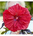 Hibiscus moscheutos Caroussel ® Geant Red C5 Lit.