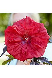Hibiscus moscheutos Caroussel ® Geant Red C5 Lit.