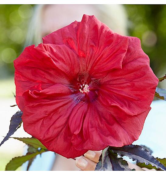 TRAJNICE GRIF Hibiscus moscheutos Caroussel ® Geant Red