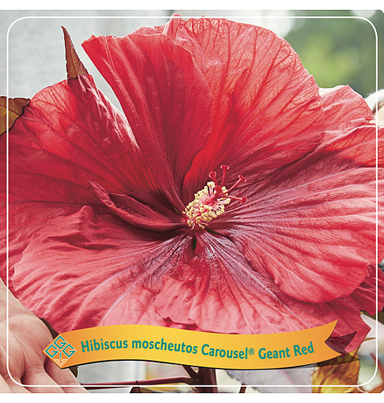 Hibiscus moscheutos Caroussel ® Geant Red C5 Lit.