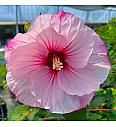Hibiscus moscheutos Carousel ®Jolly Heart C5 Lit.