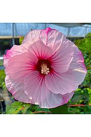 Hibiscus moscheutos Carousel ®Jolly Heart C5 Lit.