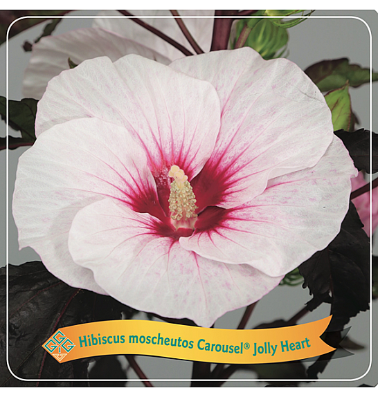 Hibiscus moscheutos Carousel ®Jolly Heart C5 Lit.