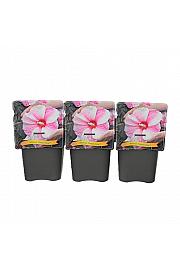 Hibiscus Kopper King ® C5 Lit.