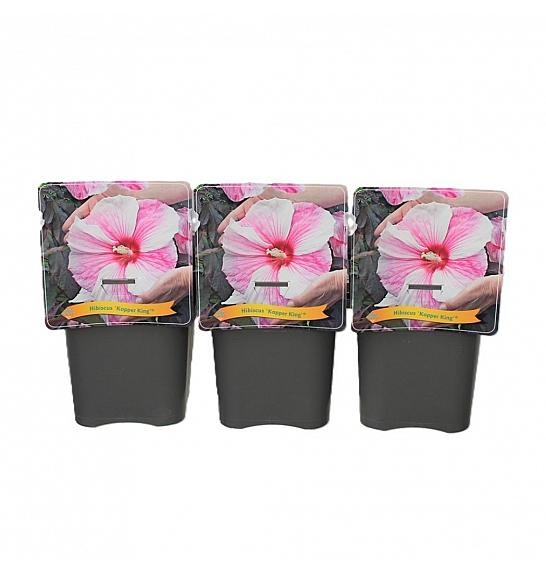 Hibiscus Kopper King ® C5 Lit.