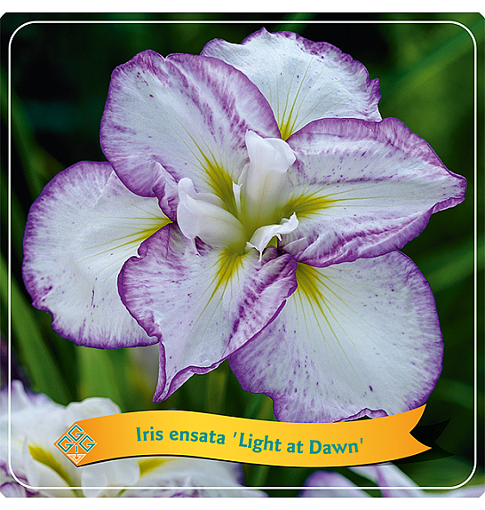 Iris ensata Light at Dawn C5 Lit.