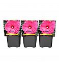 Hibiscus Jazzberry Jam ® C5 Lit.