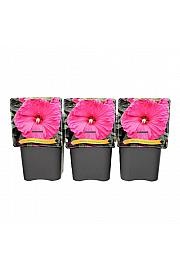 Hibiscus Jazzberry Jam ® C5 Lit.