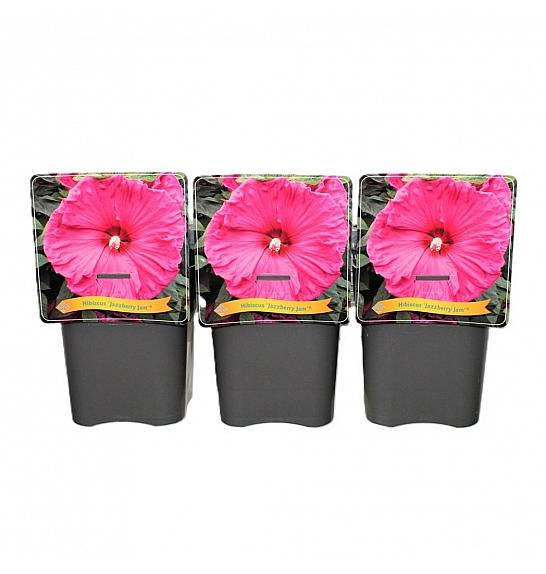 Hibiscus Jazzberry Jam ® C5 Lit.