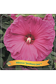 Hibiscus Jazzberry Jam ® C5 Lit.