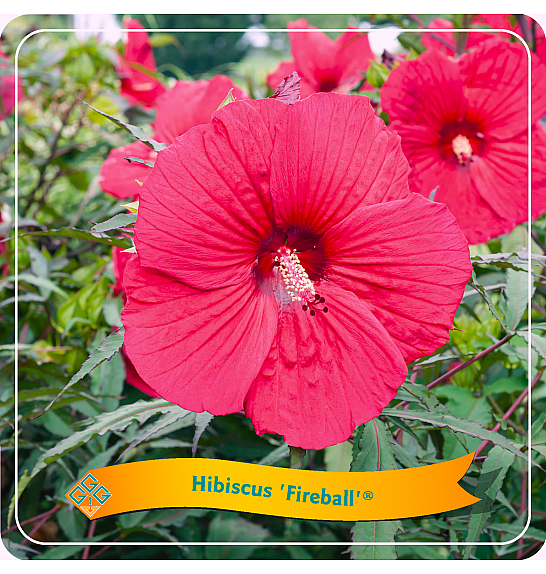 Hibiscus Fireball C5 Lit.