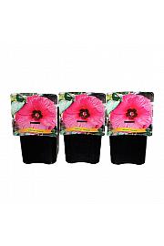 Hibiscus Fantasia C5 Lit.