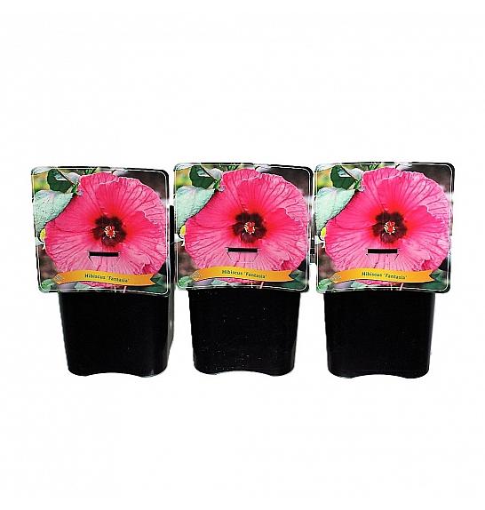 Hibiscus Fantasia C5 Lit.