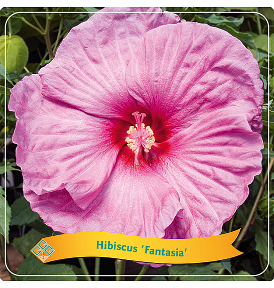 Hibiscus Fantasia C5 Lit.
