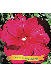 Hibiscus Cranberry Crush PBR C5 Lit.