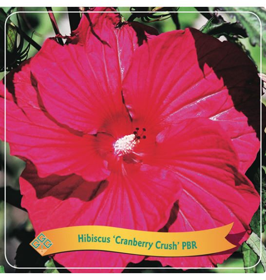 Hibiscus Cranberry Crush PBR C5 Lit.