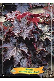 Heuchera micrantha Palace Purple Ø11