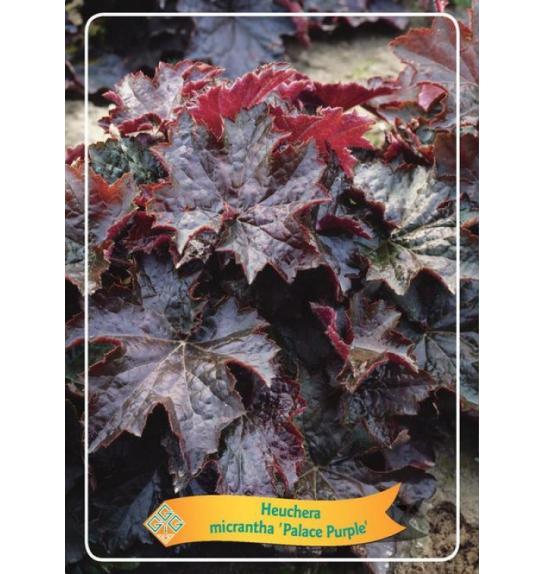 Heuchera micrantha Palace Purple Ø11