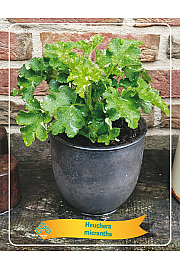Heuchera Micrantha Ø11