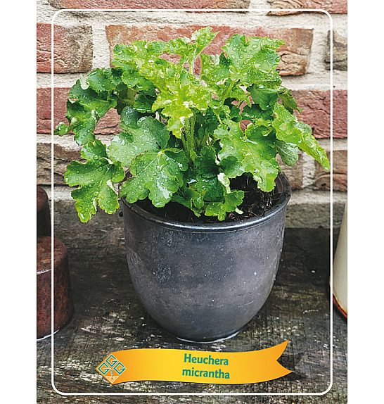 Heuchera Micrantha Ø11