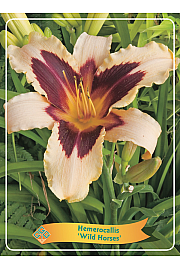 Hemerocallis Wild Horses Ø11
