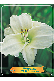 Hemerocallis White Temptation Ø11