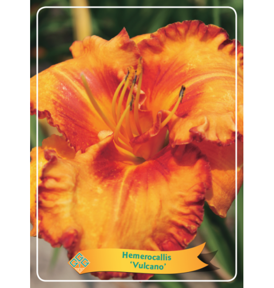 Hemerocallis Vulcano Ø11