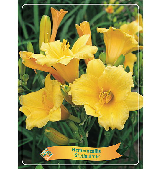 Hemerocallis Stella dOr Ø11