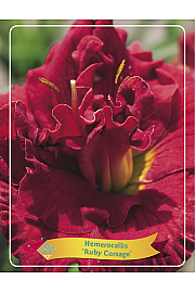 Hemerocallis Ruby Corsage Ø11