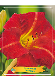 Hemerocallis Red Rum Ø11