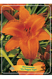 Hemerocallis My Reggae Tiger Ø11