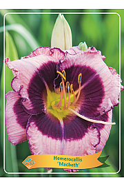 Hemerocallis Macbeth Ø11