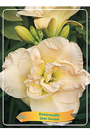 Hemerocallis Jean Swann Ø11