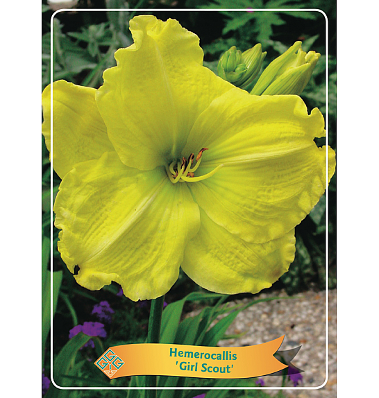 Hemerocallis Girl Scout Ø11