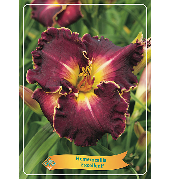 Hemerocallis Excellent Ø11