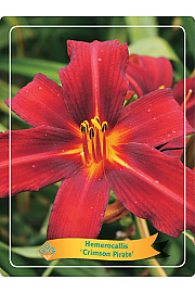 Hemerocallis Crimson Pirate Ø11