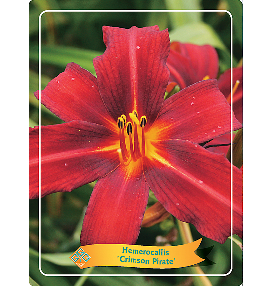 Hemerocallis Crimson Pirate Ø11