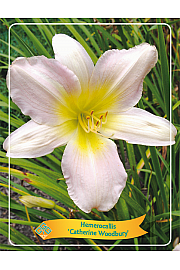 Hemerocallis Catherine Woodbury Ø11