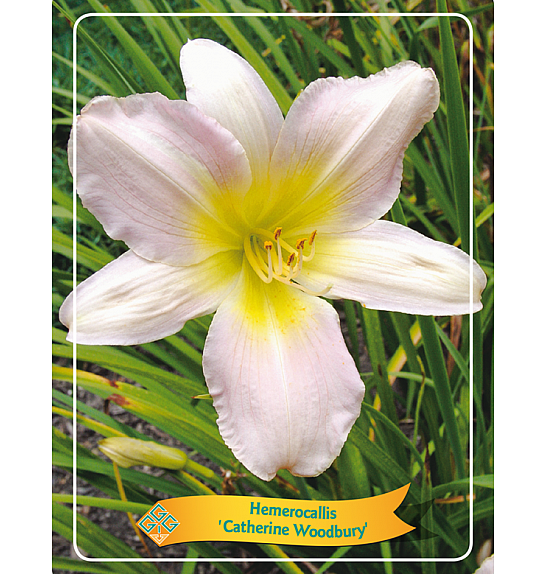 Hemerocallis Catherine Woodbury Ø11