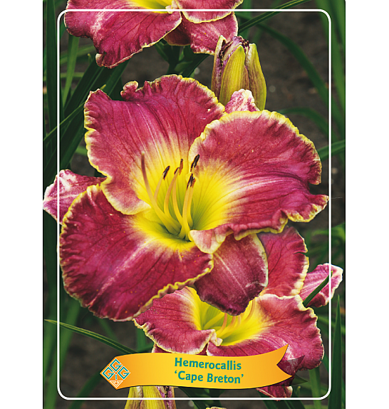 Hemerocallis Cape Breton Ø11