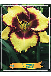Hemerocallis Calico Jack Ø11