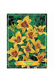 Hemerocallis Bonanza Ø11
