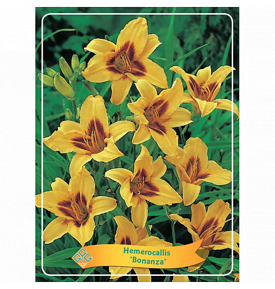 Hemerocallis Bonanza Ø11